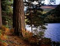 Along The Lake