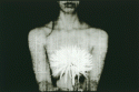 The Blossom