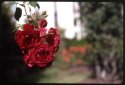 Kodachrome Red