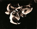 Callas