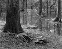 Backyard Scene 4