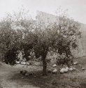 Cannon Ball Tree