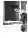 Safety Glass