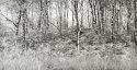 Birch Wood