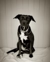 The Hound