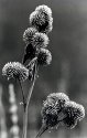 Morning frost and thistle
