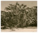 Isle Of Pines