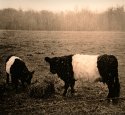 Belted Galloways