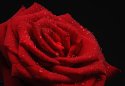 Rose With Dew