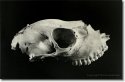 Roe-deer skull