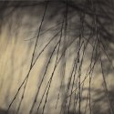 Willow Branches