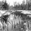 Halsey Lake Outlet South