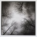 Winter Trees