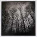 Winter Trees