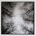 Winter Trees