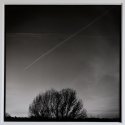 Winter Trees