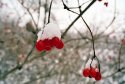 Red Berries 1