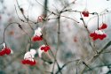 Red Berries 3