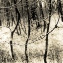Branches