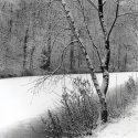 Birch, At The Pond