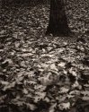 Fall Leaves