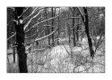 Woods At Winter