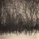 Stalks (print)