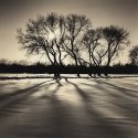 Trees And Shadows (print)
