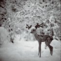 ..and The Poor Deer...