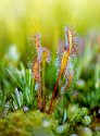 Drosera anglica