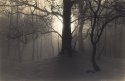 Morning Sun Through The Woods