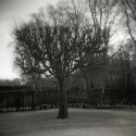 Shaved Tree With Neighbour´s Cap