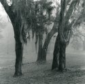 Backyard Scene 7
