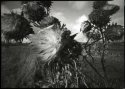 Winter Artichokes (pinhole)