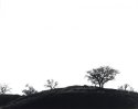 Spring Silhouette