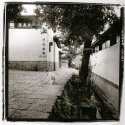 Alley Dog; Lijiang, China