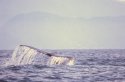 Puerto Shots- Humpback