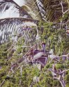 Puerto Shots- Iguanas And Pelican