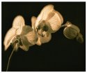 Orchid