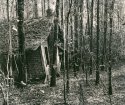 Shack In Woods