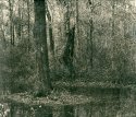 Backyard Scene 22
