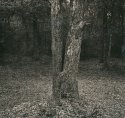 Backyard Scene 31
