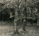 Backyard Scene 32