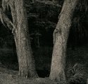 Backyard Scene 33