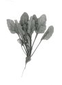 Radish