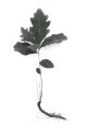 Oak Tree
