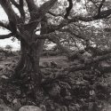 Old English Oak
