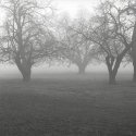 California Fog Panf #11