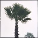 California Fog C41 #3
