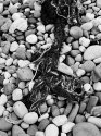 Coastal Debris, Skye